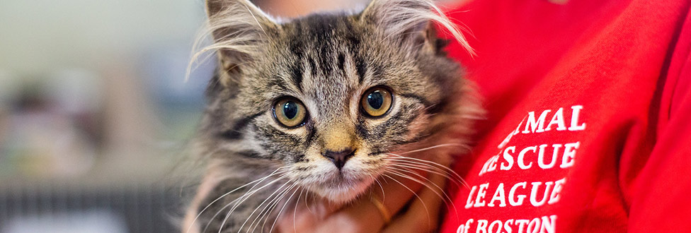 Animal Rescue League of Boston